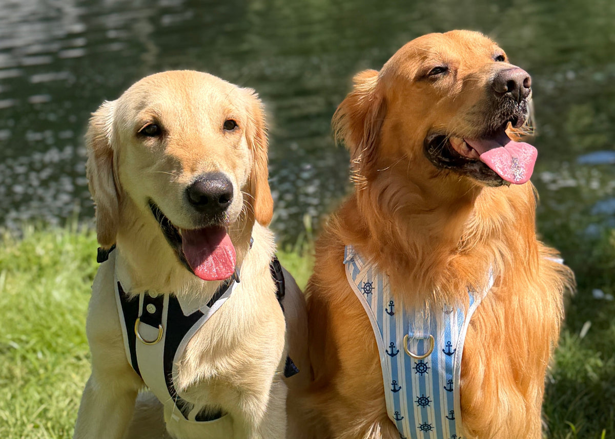 Golden Retrievers wearing Leashko dog accessories