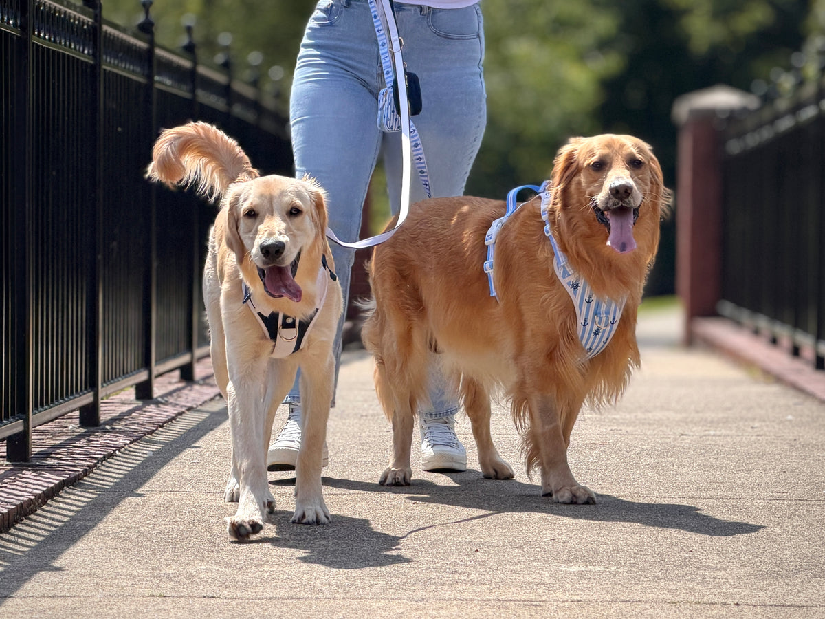 Golden retrievers enjoying an outdoor adventure
