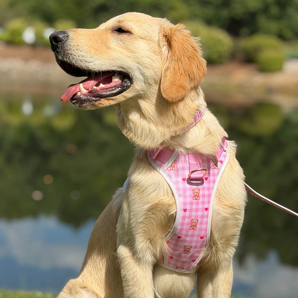Bear Blush Adjustable Dog Harness