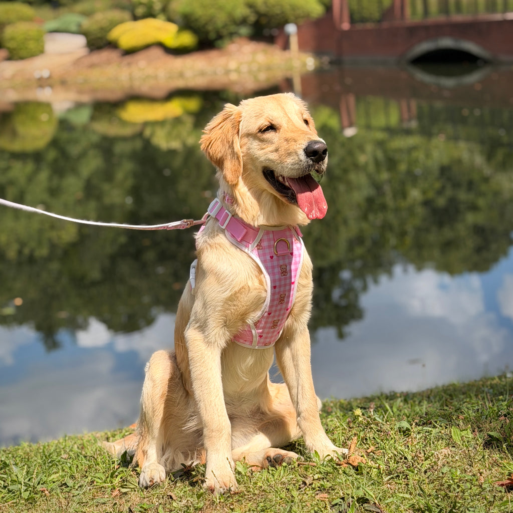Bear Blush Adjustable Dog Harness