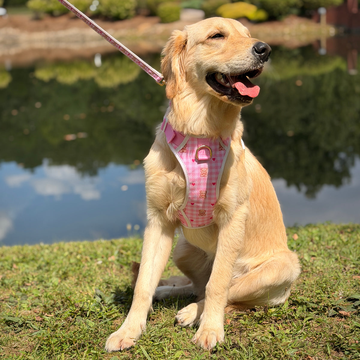 Bear Blush Dog Leash
