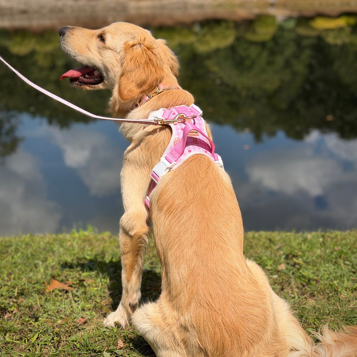 Bear Blush Adjustable Dog Harness