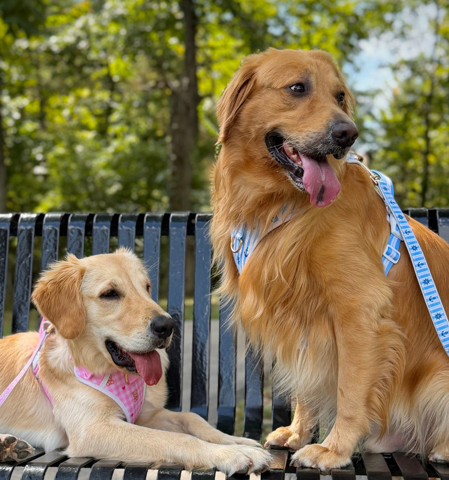 MEET BRUNO & CHARLIE