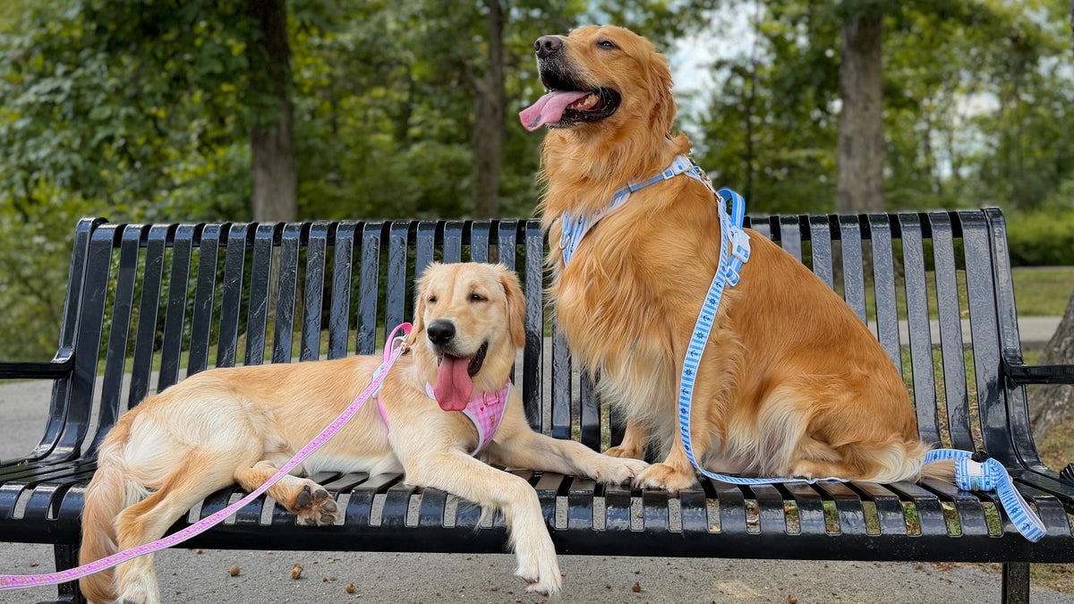 Golden Retrievers wearing Leashko dog accessories