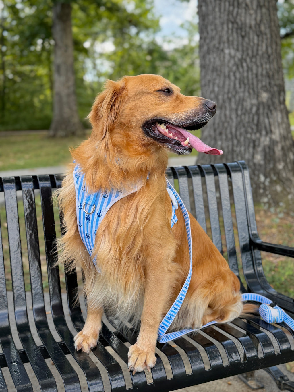 The Marine Blue Everyday Walk Set