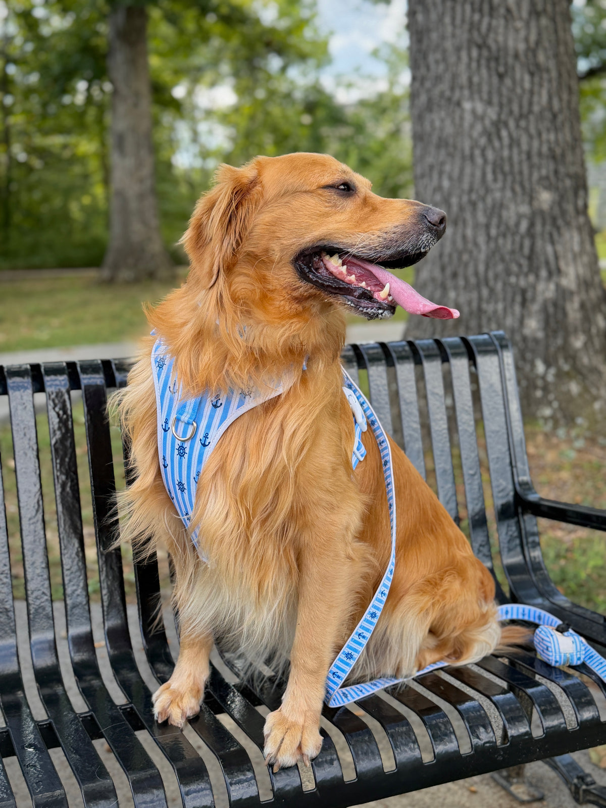 The Marine Blue Everyday Walk Set