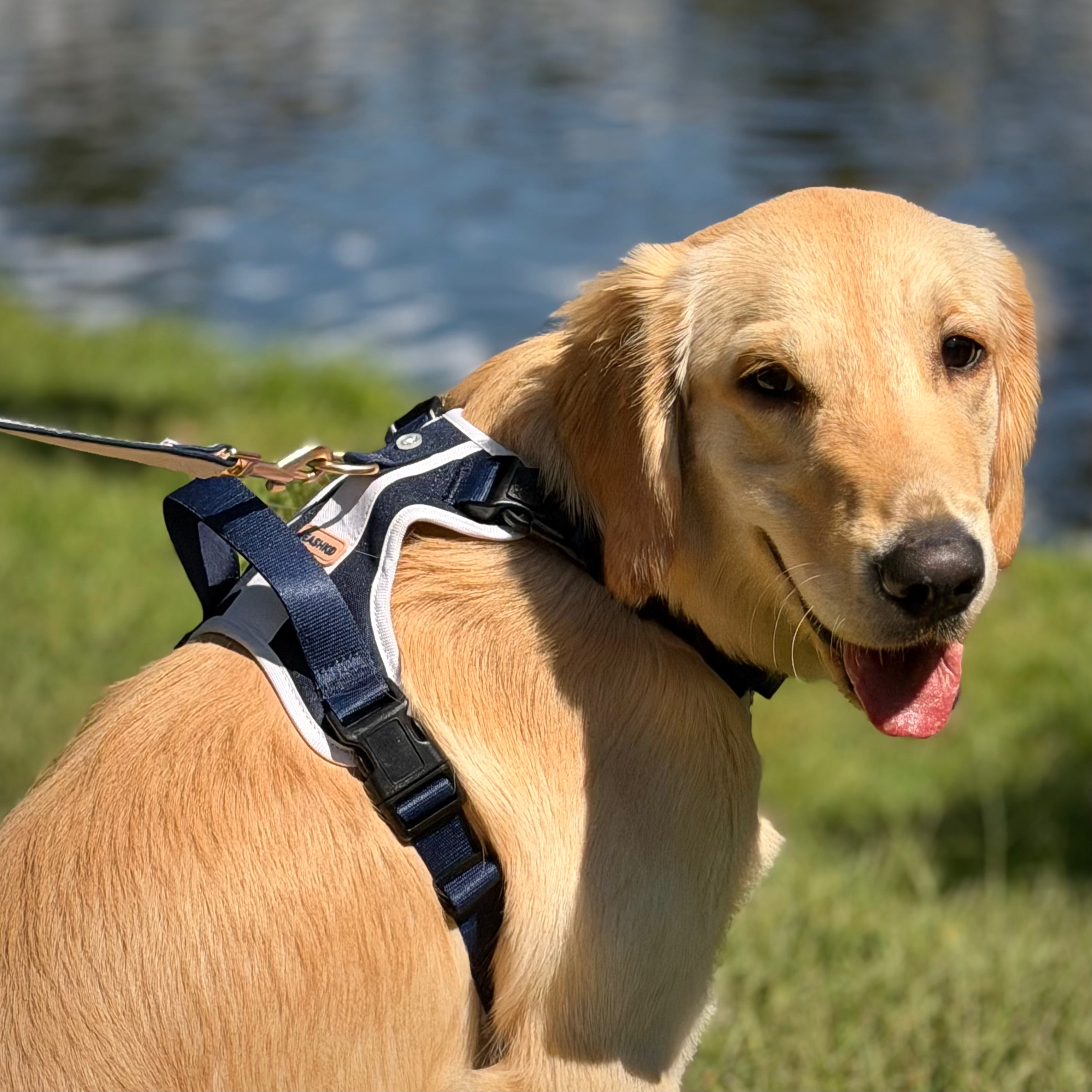 Classic Navy Adjustable Harness