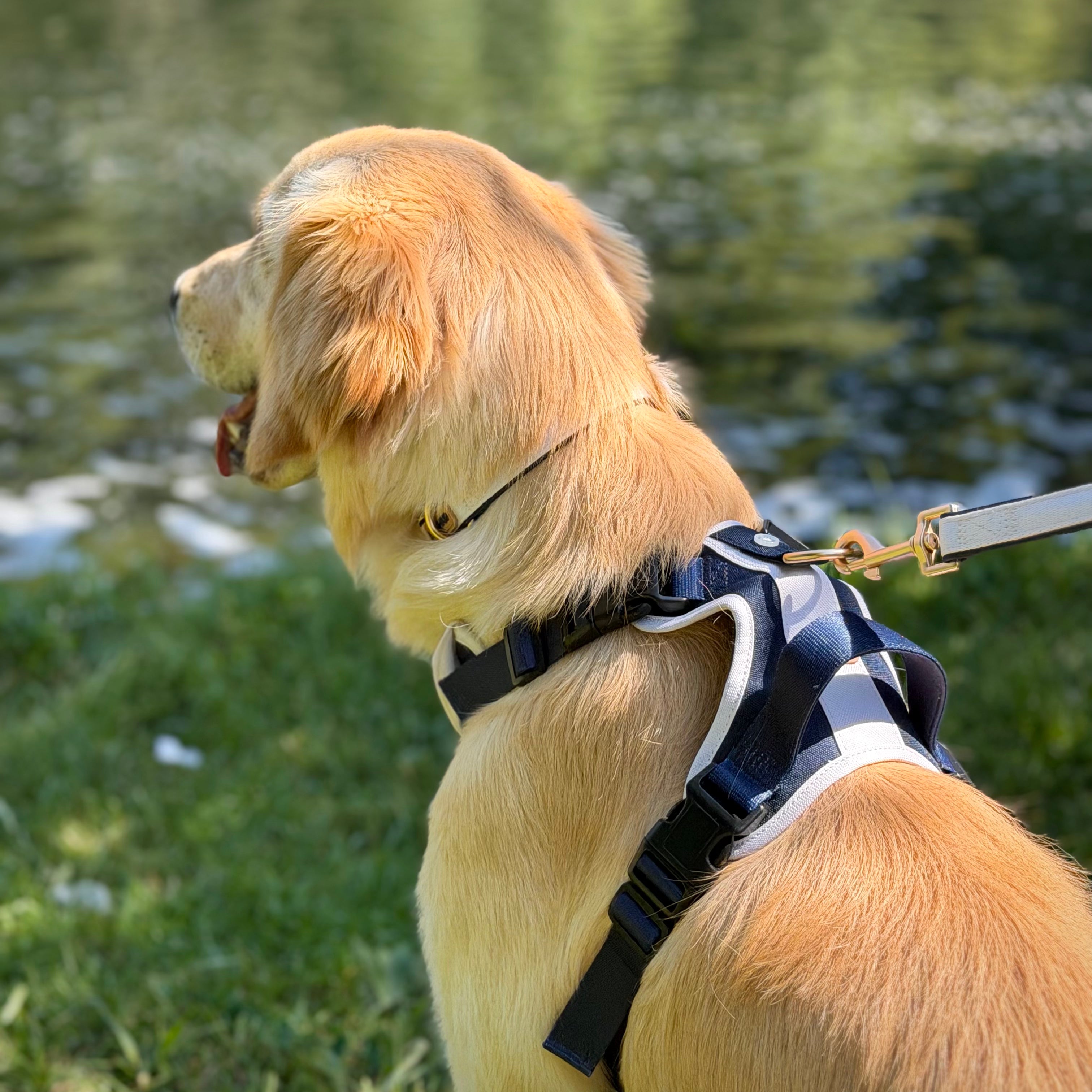Classic Navy Adjustable Harness