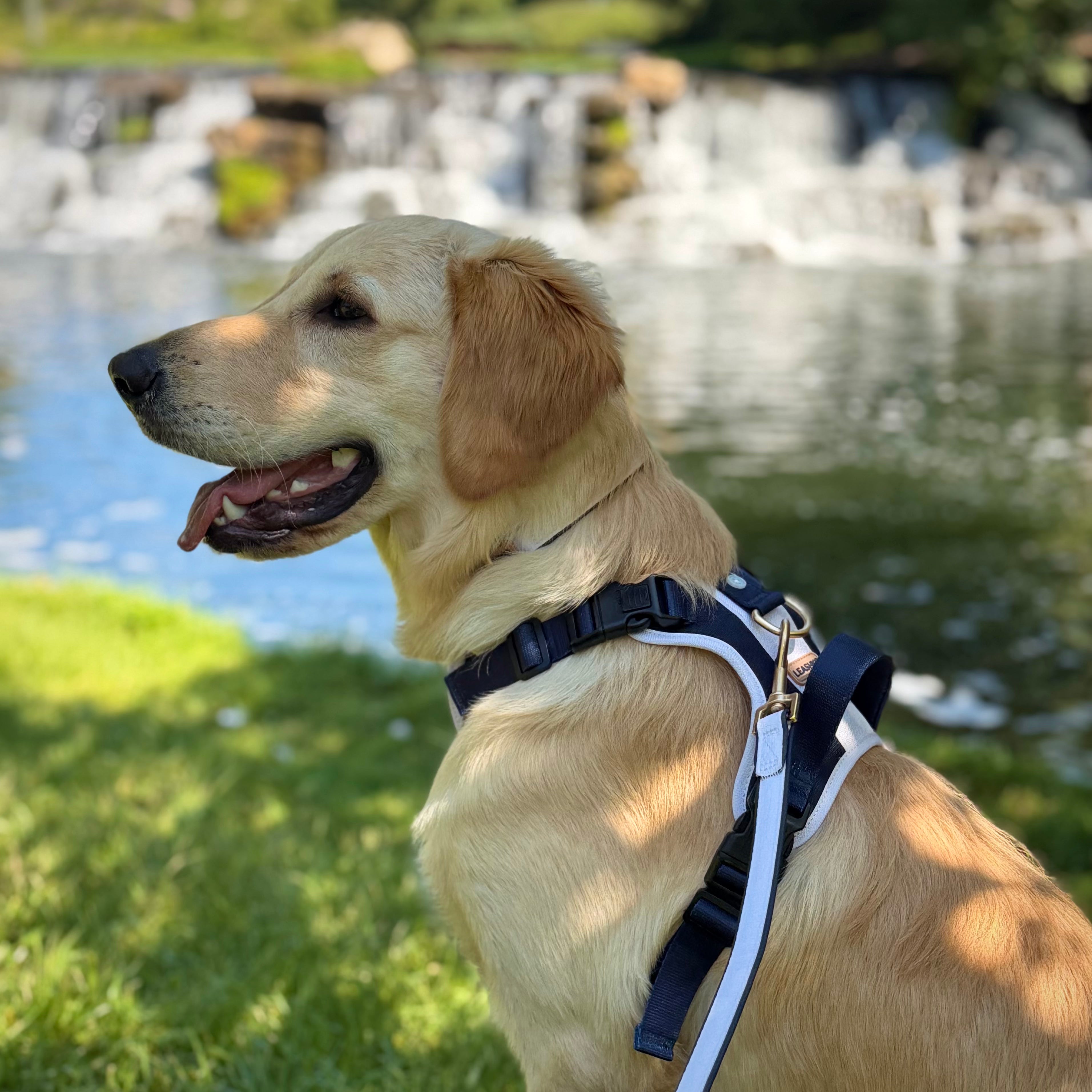 Classic Navy Dog Leash