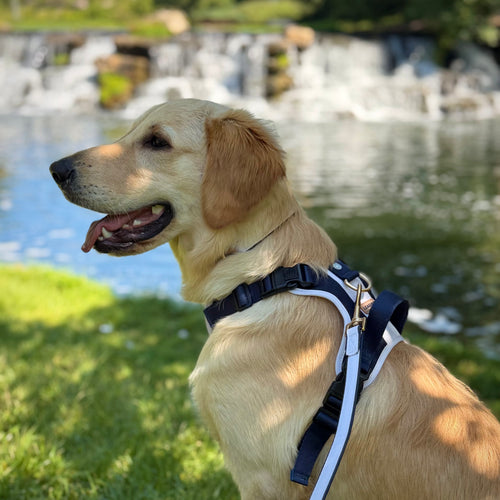 Classic Navy Dog Leash