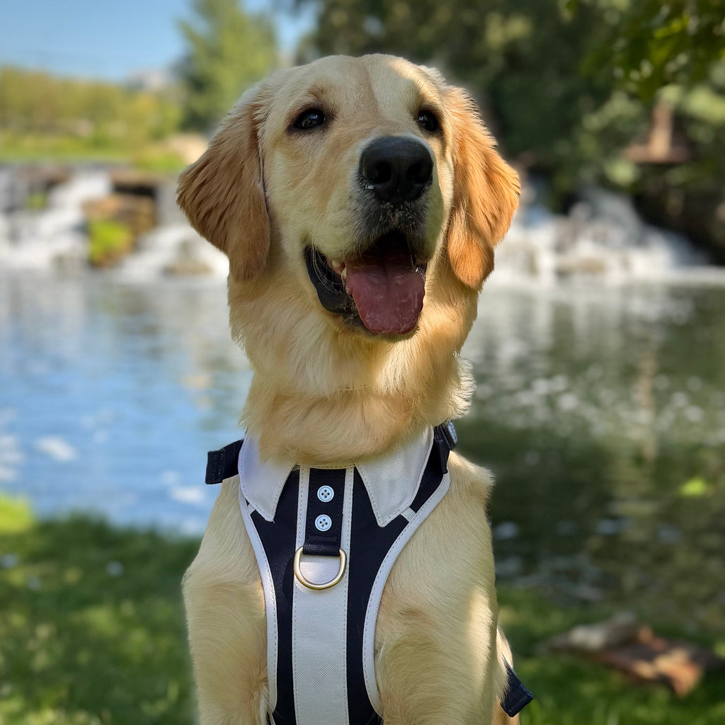 Classic Navy Adjustable Harness