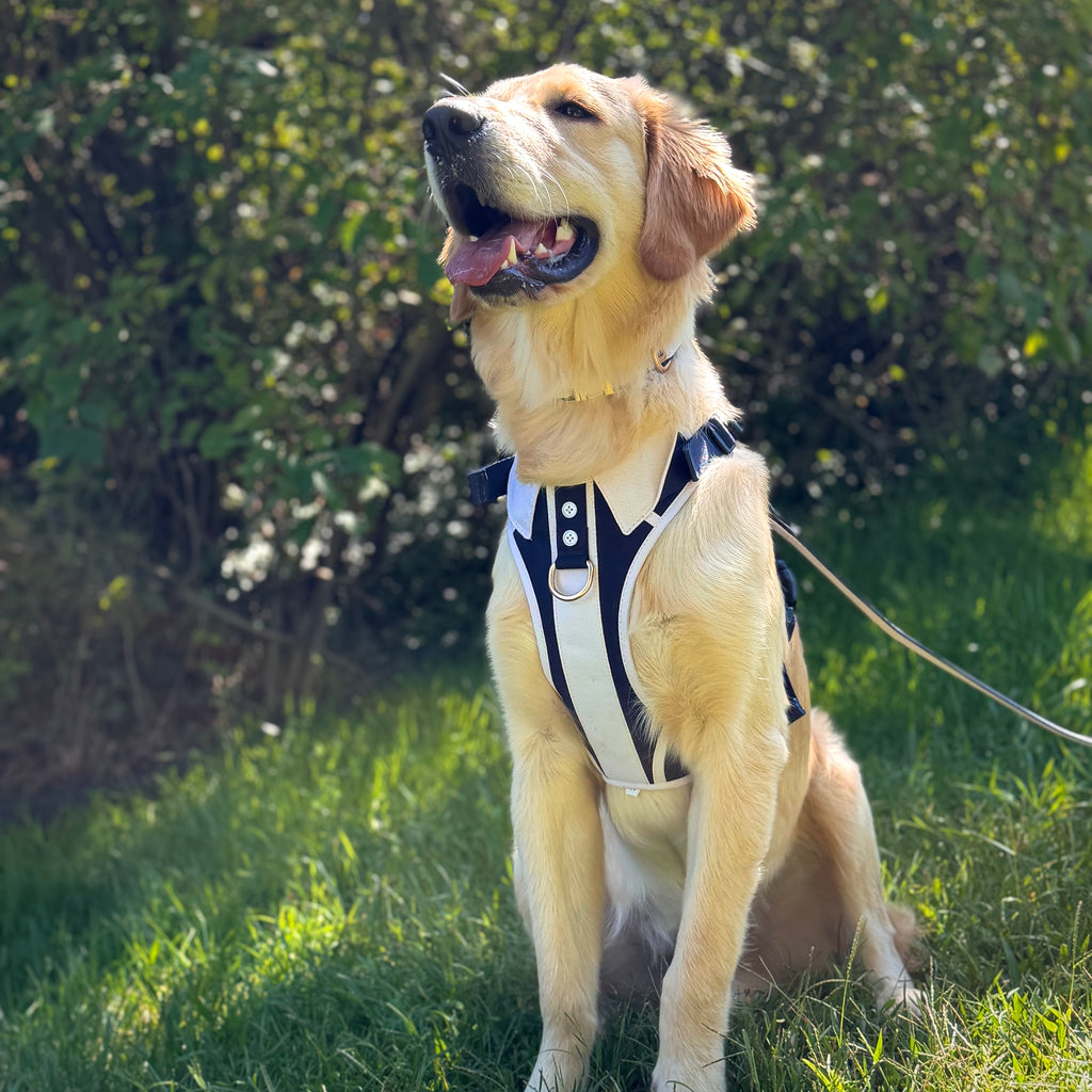 The Complete Classic Navy Set