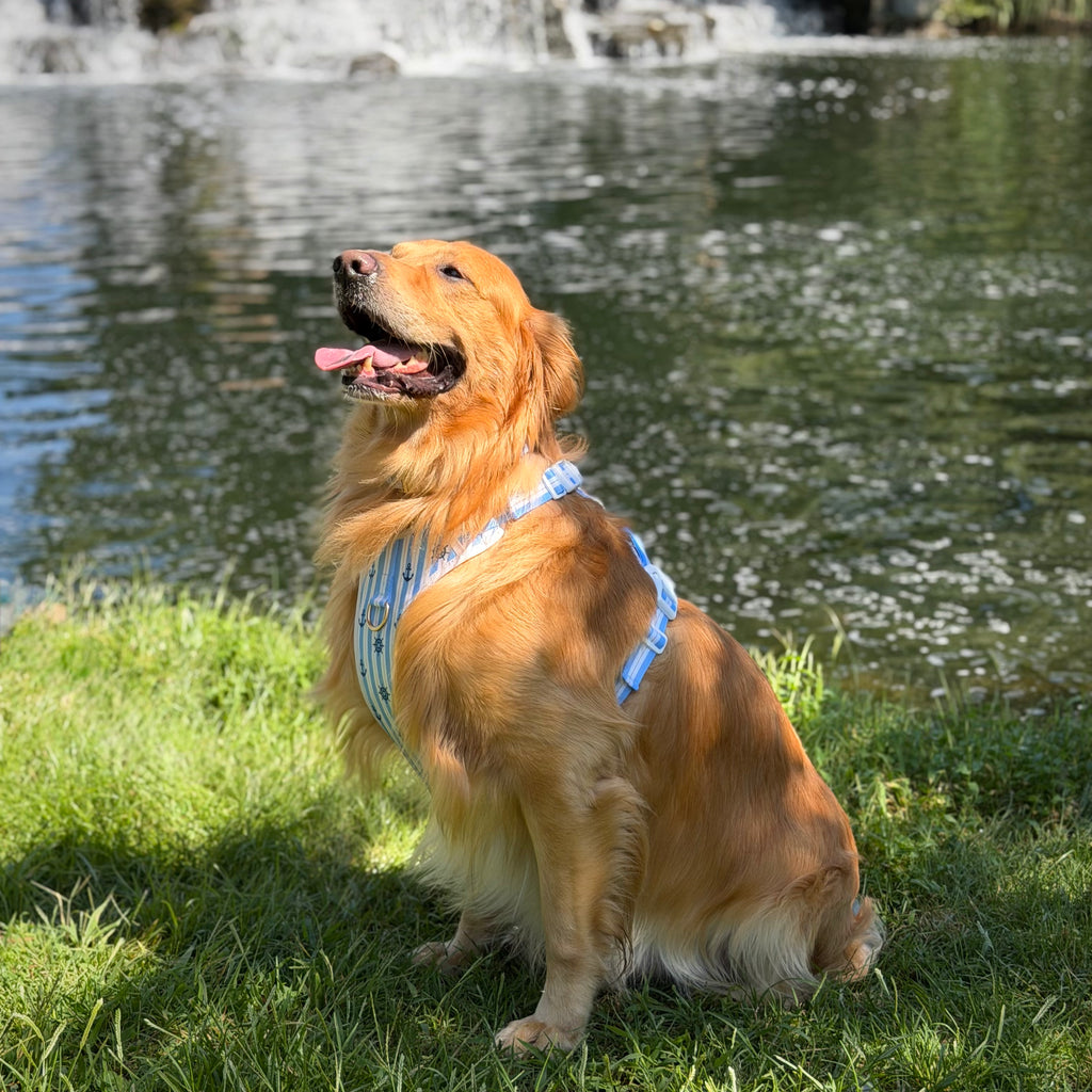 The Marine Blue Harness & Leash Set