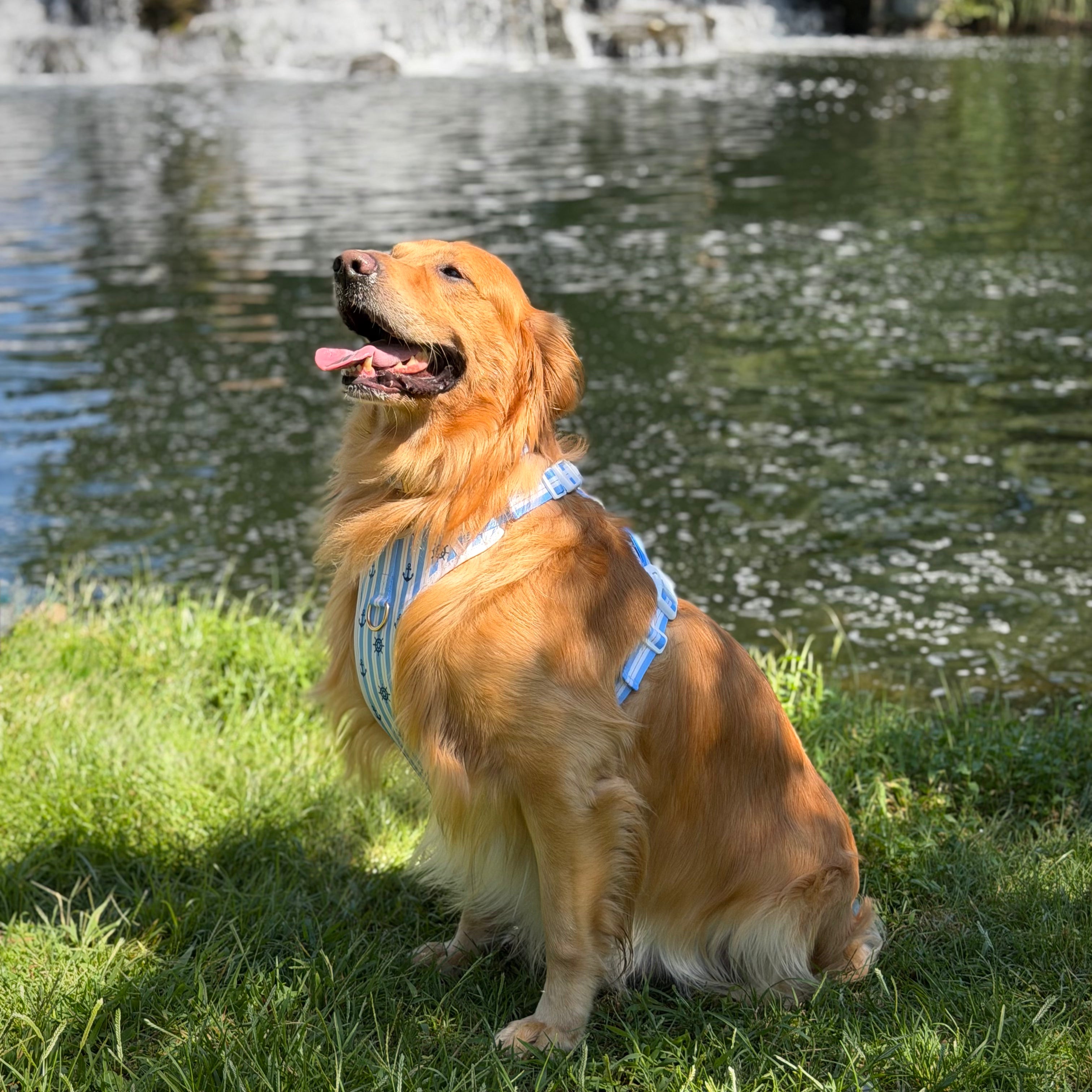 The Marine Blue Harness & Leash Set