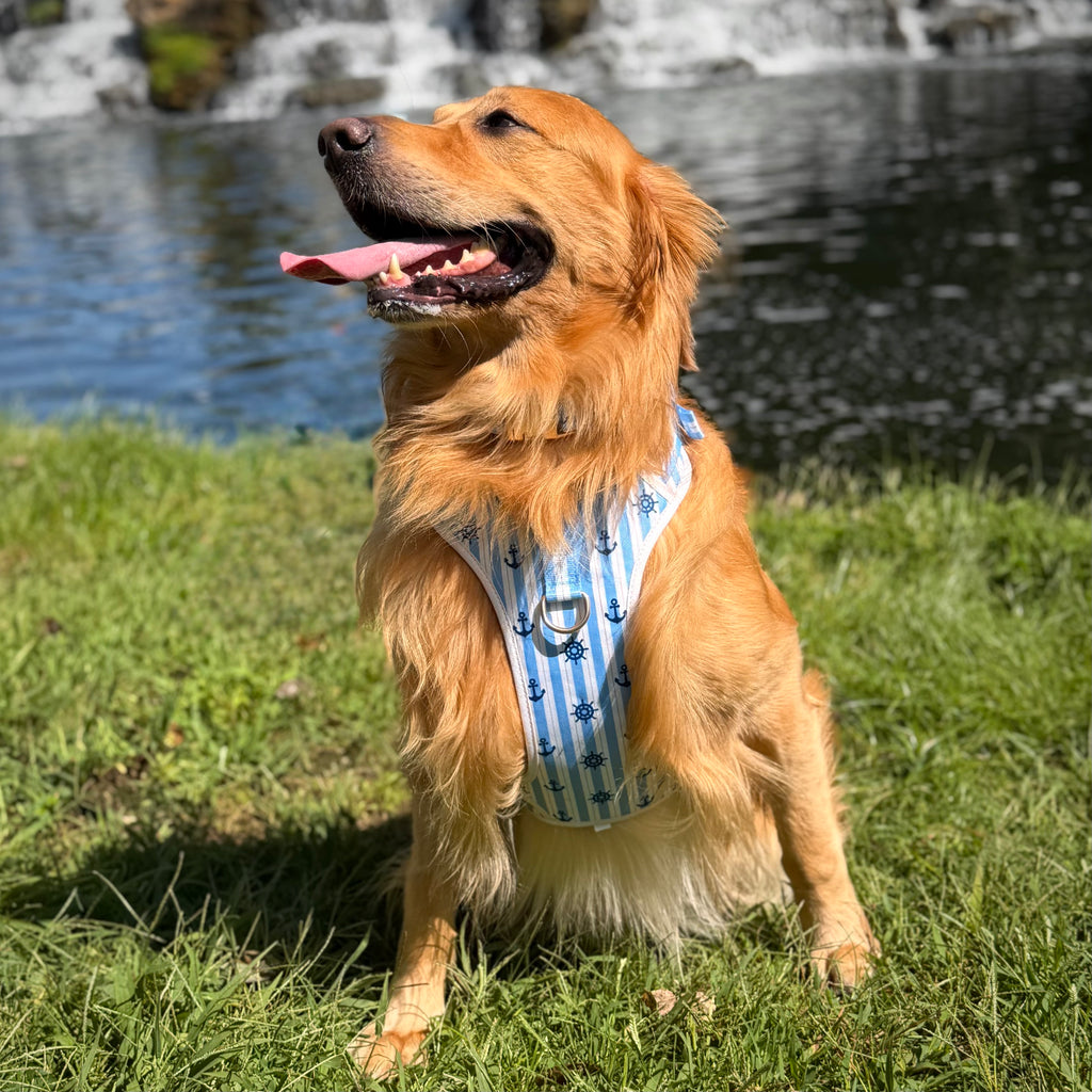 The Marine Blue Harness & Leash Set