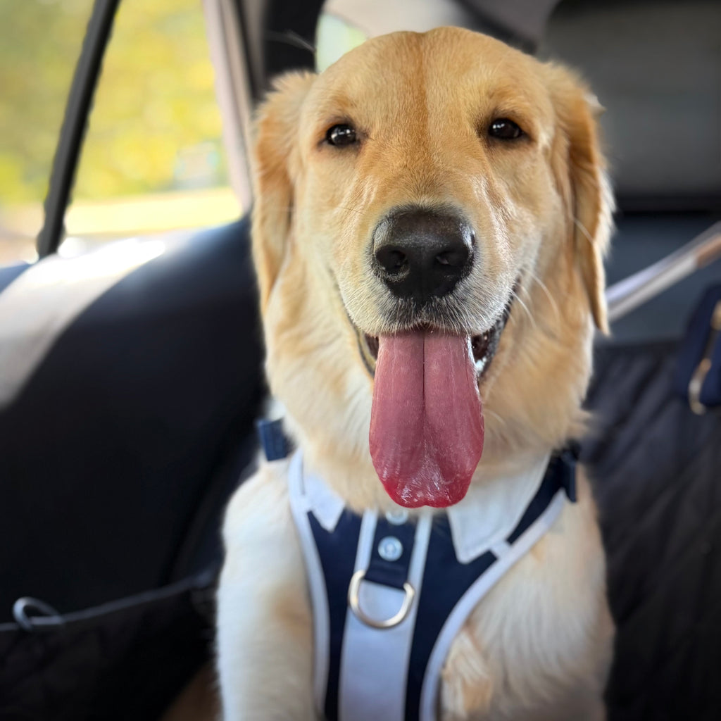 Classic Navy Adjustable Harness