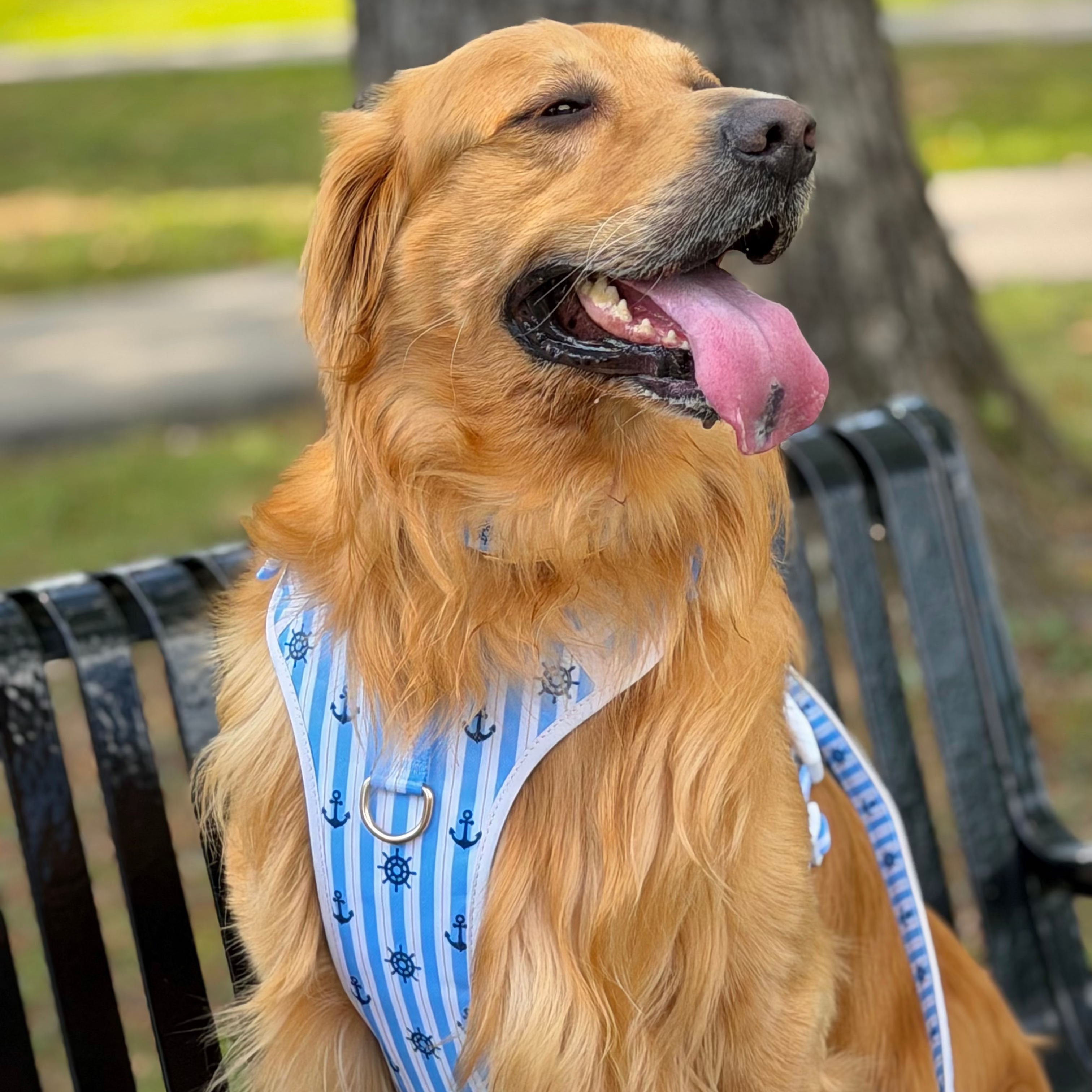 Marine Blue Adjustable Dog Harness