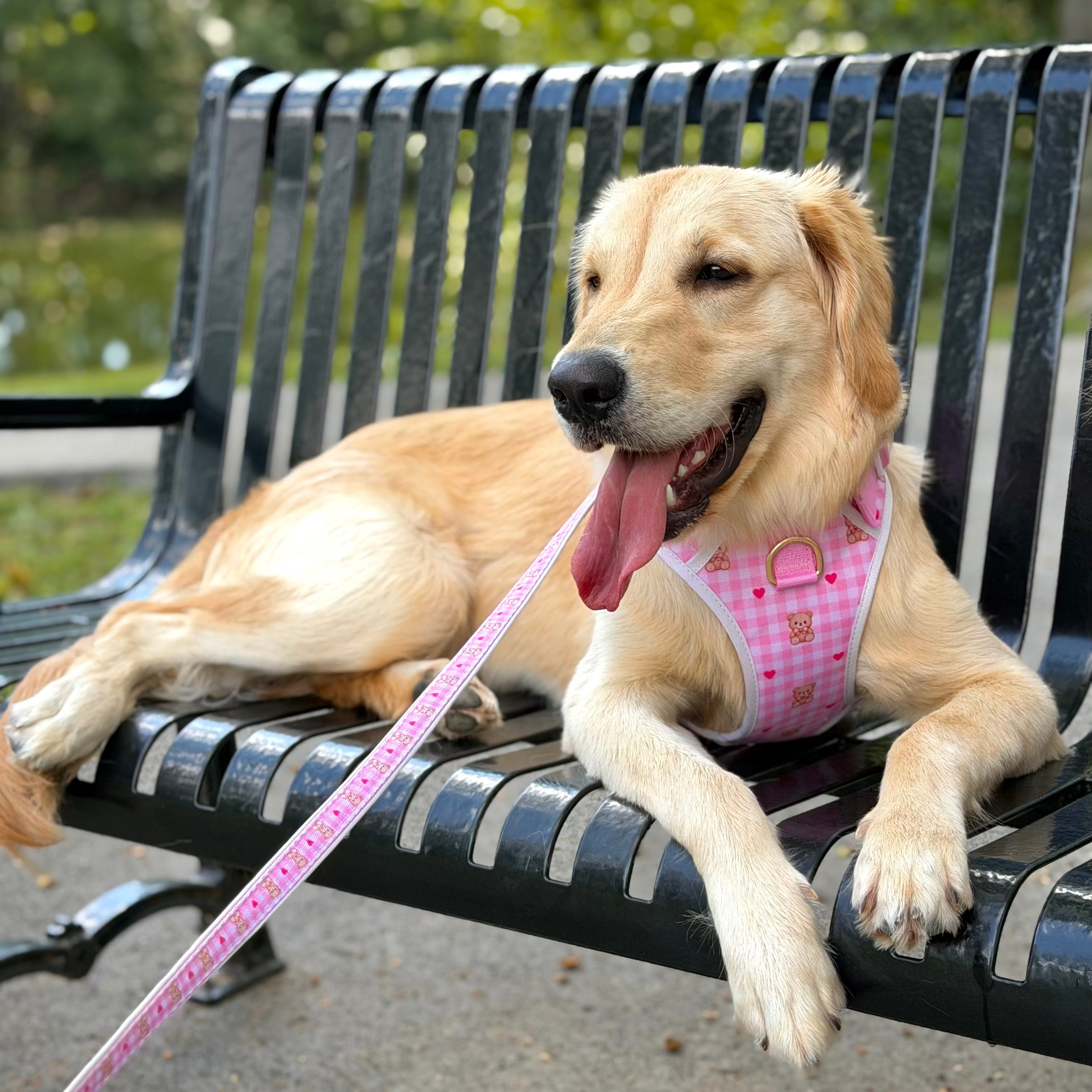 Bear Blush Dog Leash